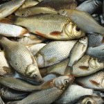 Peixes recém-capturados reunidos em um recipiente, vistos em close.
