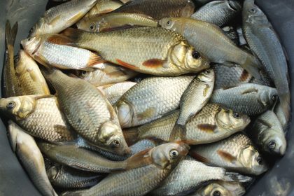 Peixes recém-capturados reunidos em um recipiente, vistos em close.