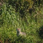 Onça-pintada camuflada entre a vegetação em seu habitat natural, em Porto Jofre, no Pantanal.