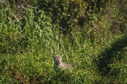 Onça-pintada camuflada entre a vegetação em seu habitat natural, em Porto Jofre, no Pantanal.