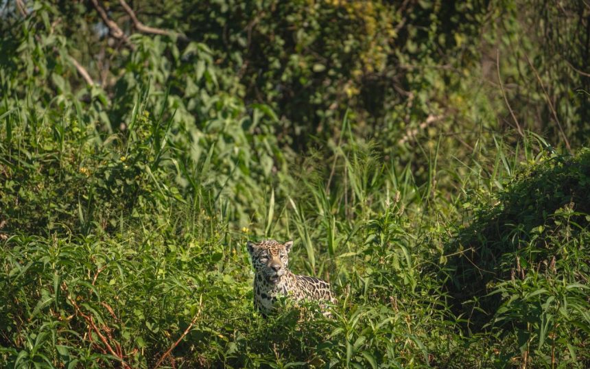Onça-pintada camuflada entre a vegetação em seu habitat natural, em Porto Jofre, no Pantanal.