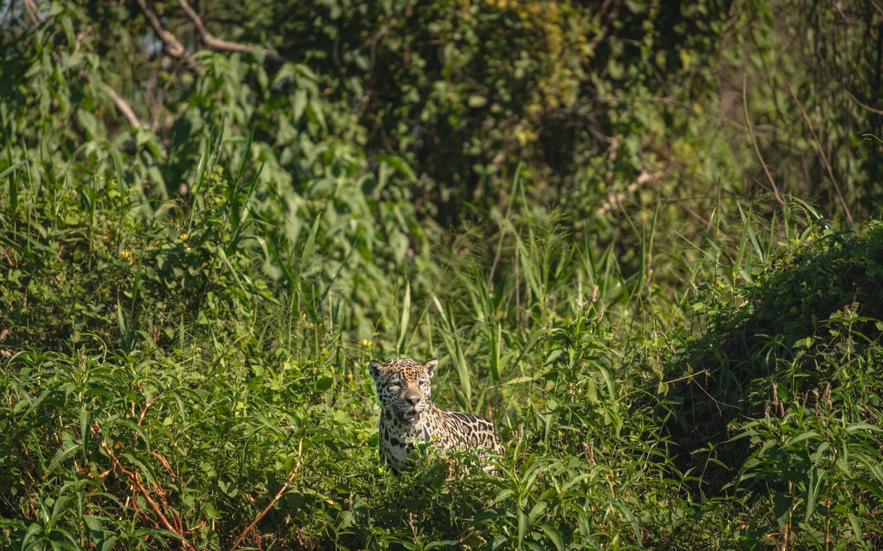 Onça-pintada camuflada entre a vegetação em seu habitat natural, em Porto Jofre, no Pantanal.