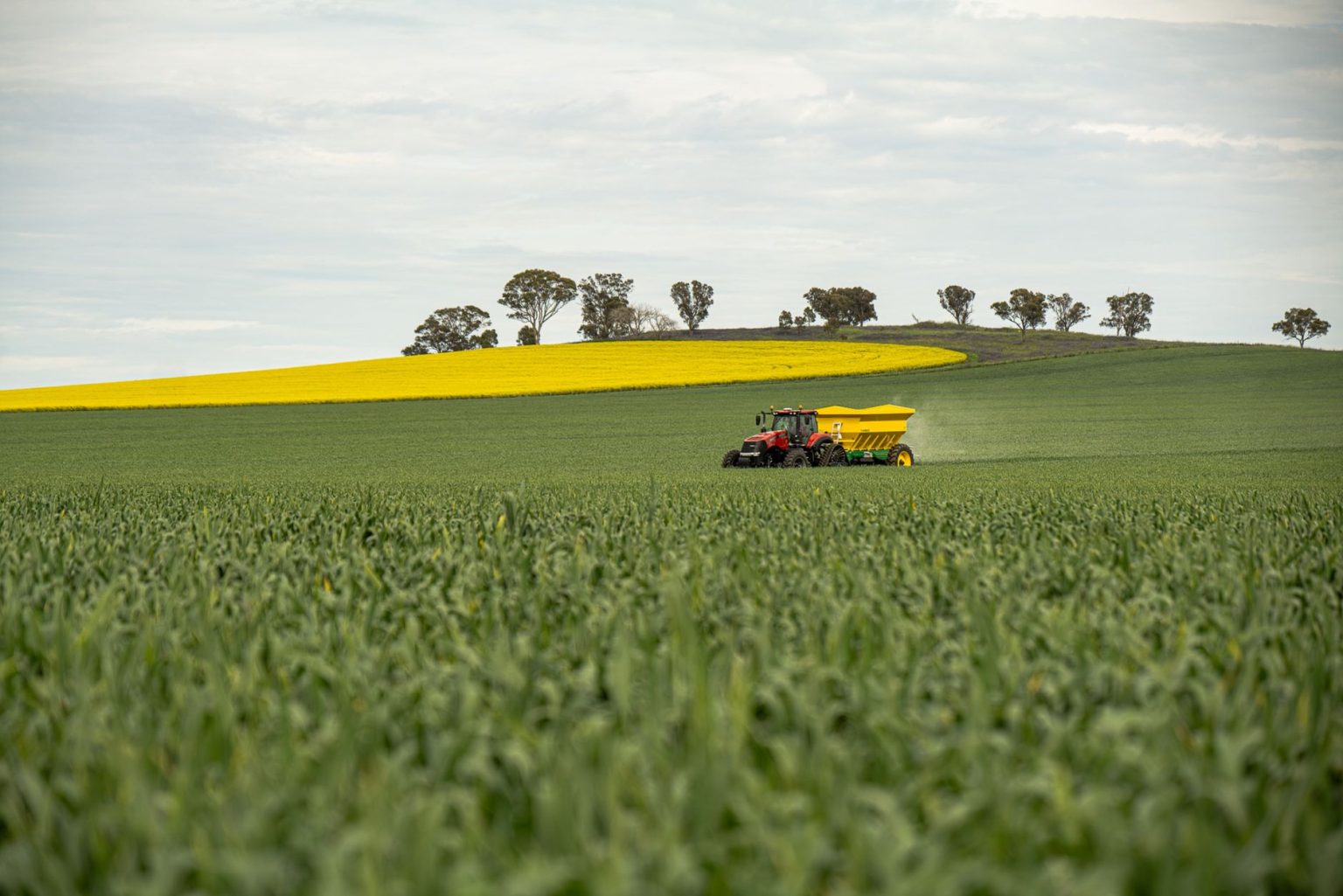Trator vermelho distribui fertilizante em uma plantação verde sob céu nublado.