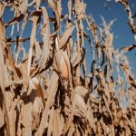 Plantação de milho com folhas secas sob céu azul em área rural