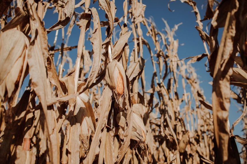 Plantação de milho com folhas secas sob céu azul em área rural